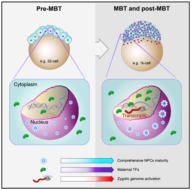 核孔復(fù)合體綜合成熟度調(diào)控合子基因組激活模式圖 核孔復(fù)合體綜合成熟度調(diào)控合子基因組激活模式圖