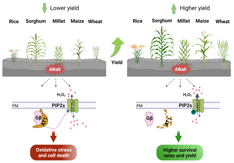 Gγ亞基編碼基因AT1介導(dǎo)植物對堿脅迫的響應(yīng)機制
