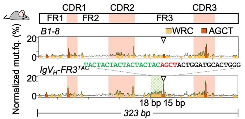 DNA柔性序列可以將突變“冷區(qū)”逆轉(zhuǎn)為突變“熱點(diǎn)”