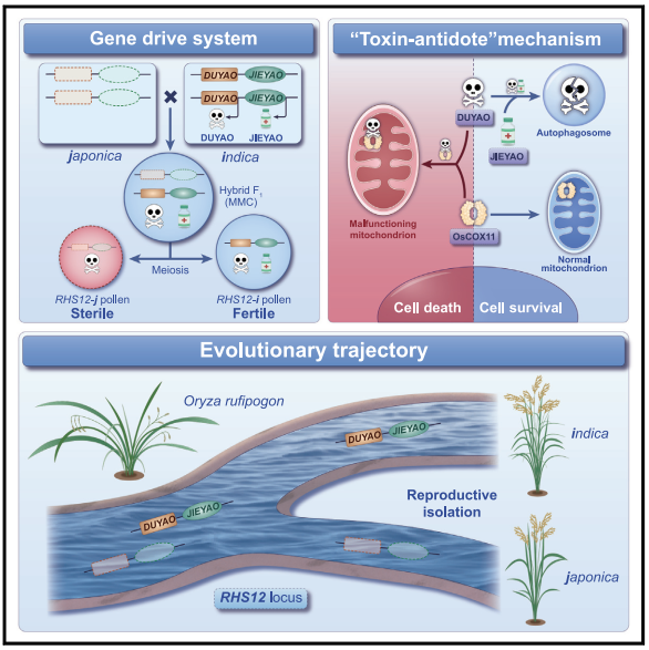 助力科研，全式金克隆感受態(tài)細(xì)胞CD501和表達(dá)感受態(tài)細(xì)胞CD801榮登Cell
