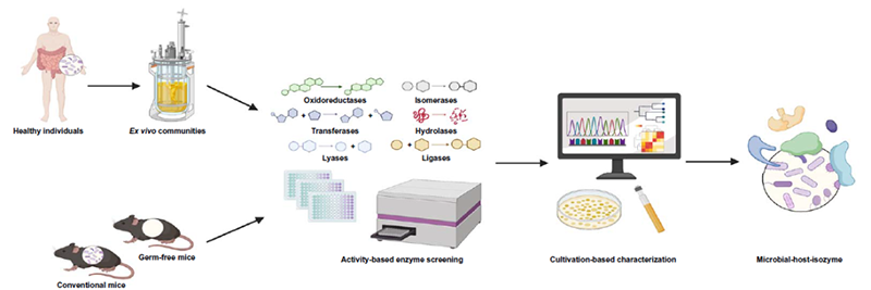 腸道菌源宿主同工酶挖掘體系