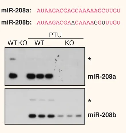 Northern Blot檢測的靈敏度和準(zhǔn)確性