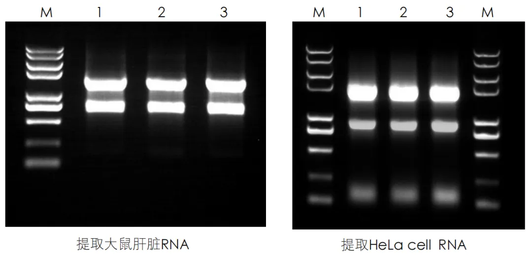 Trans2K?PUS II DNA Marker