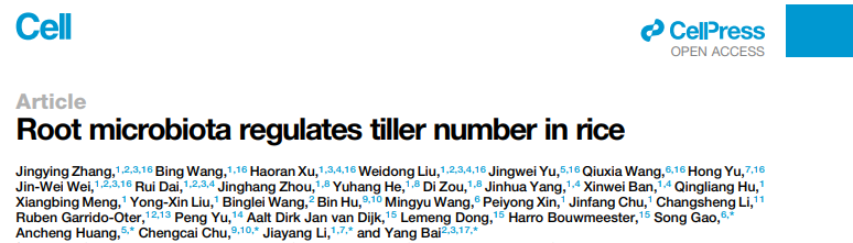 Root microbiota regulates tiller number in rice Root microbiota regulates tiller number in rice