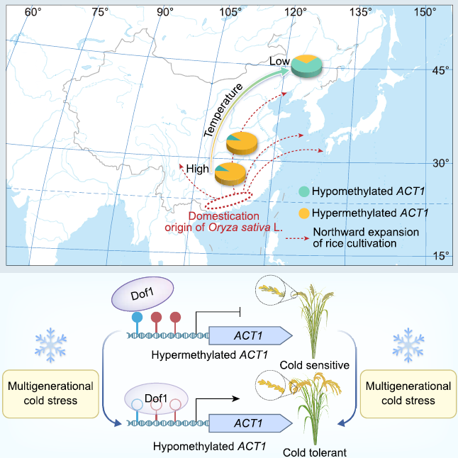 ACT1位點(diǎn)甲基化變異促進(jìn)水稻向高緯度地區(qū)擴(kuò)張