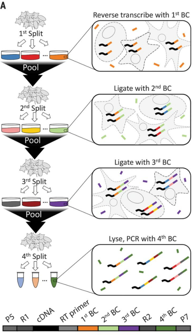 SPLiT-seq實驗原理 SPLiT-seq實驗原理