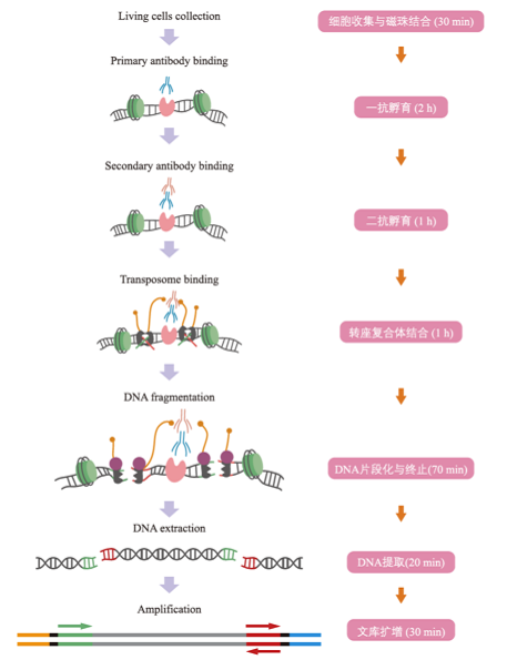 Cut&Tag實(shí)驗(yàn)原理示意圖