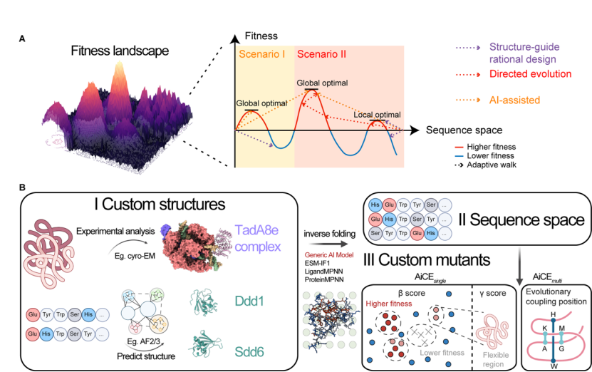 常見蛋白質(zhì)工程方法的示意圖和 AiCE 方法概述 常見蛋白質(zhì)工程方法的示意圖和 AiCE 方法概述