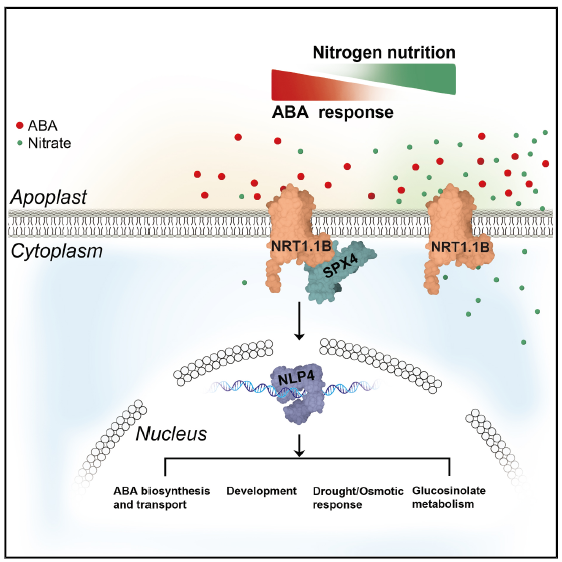 NRT1.1B-SPX4-NLP4 模塊整合氮營養(yǎng)與 ABA 信號通路