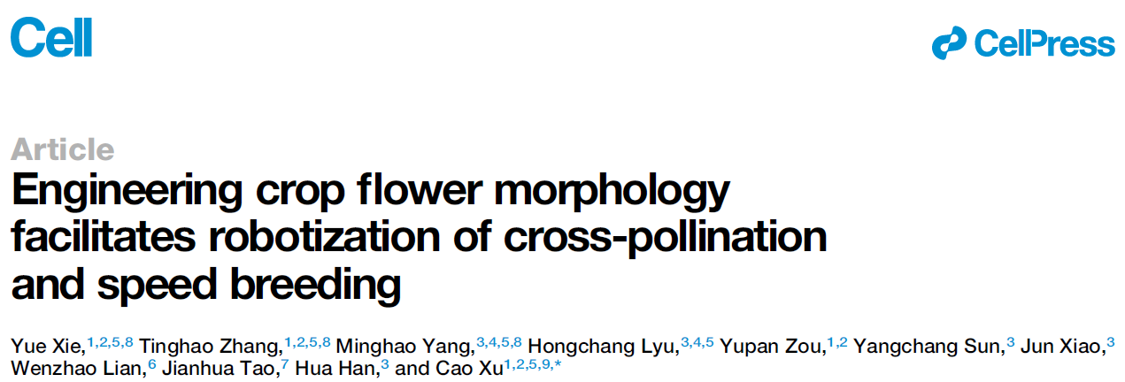 Engineering crop flower morphology facilitates robotization of cross-pollination and speed breeding