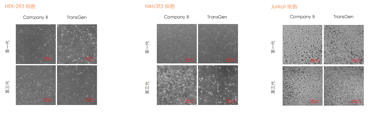 普通細(xì)胞培養(yǎng)圖 ( 部分結(jié)果 ) 普通細(xì)胞培養(yǎng)圖 ( 部分結(jié)果 )