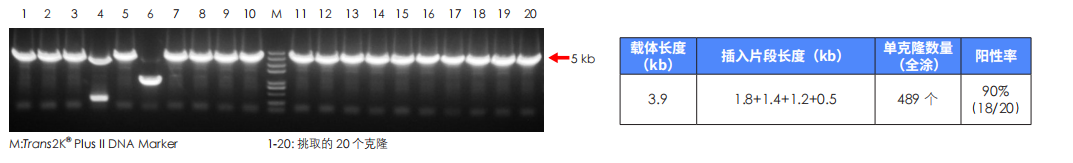 低濃度多片段成功連接 低濃度多片段成功連接