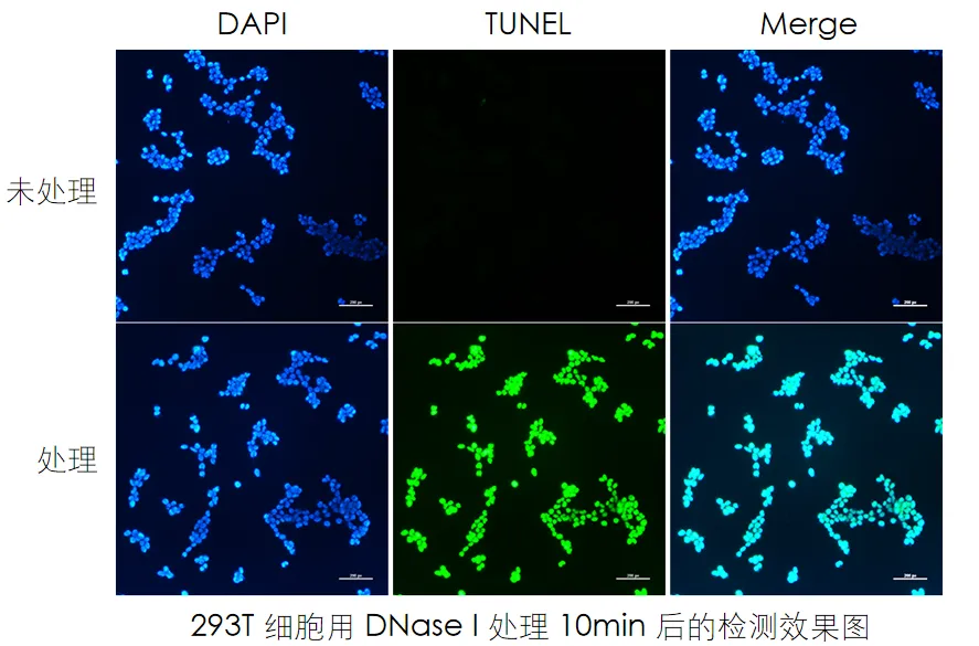實驗數(shù)據(jù)